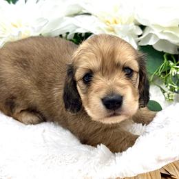 Erie - Cream female Dachshund puppy in Exeter, California from Sawtooth Miniature Dachshunds