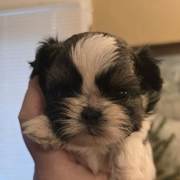 Boy 1 - Tricolor male Shih Tzu puppy in Norris City, Illinois from Dainty and Darling Shih Tzu