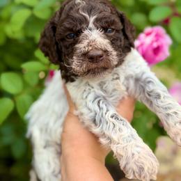Pebbles - Off-white male Lagotto Romagnolo puppy in Barrington, Illinois from Lagotto Illinois