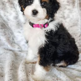 Bernedoodle Puppies from Furry Tail Doodles