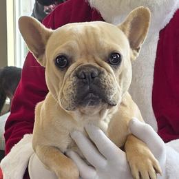 French Bulldogs and Pembroke Welsh Corgis from Pistol Creek Puppies