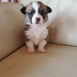 Pembroke Welsh Corgi Puppies from Cozy Corgi Ranch