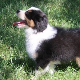 Miniature American Shepherds from Husker Heart Kennel