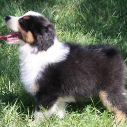 Miniature American Shepherds from Husker Heart Kennel