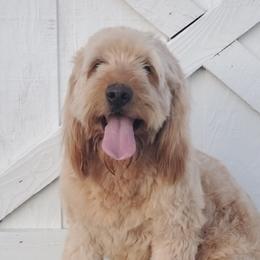 Mia  - Goldendoodle