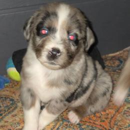 Peppermint - Blue merle male Australian Shepherd puppy in Washington from Arbor hill Australian Shepherds