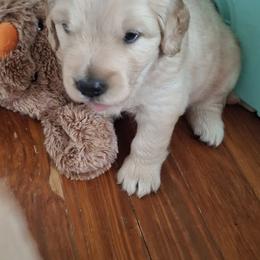 Golden Retriever Puppies from Life is Golden