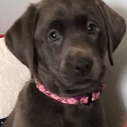 Silver Belle - Labrador Retriever puppy from Long Valley Labradors