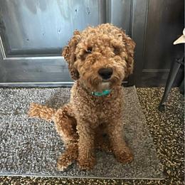 Goldendoodle All Grown Up from Griffitts Doodles