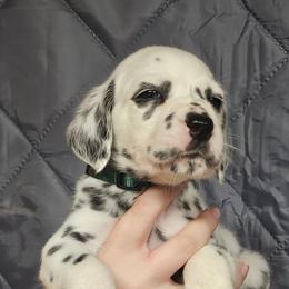Boy 3 - White and black male Dalmatian puppy in New Straitsville, Ohio from Woofter Dalmatians