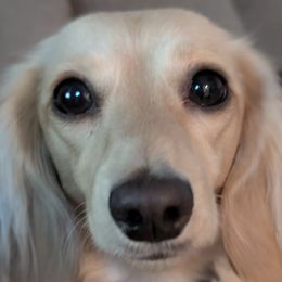 Dachshunds from C & E dachshunds