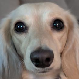Dachshunds from C & E dachshunds