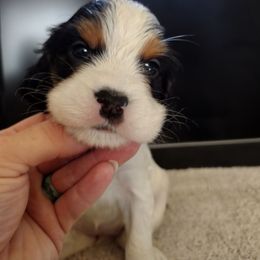 Willow - Black white and tan female English Springer Spaniel puppy in Redding, California from Springer's Journey Spaniels California
