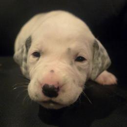 ATHENA (pink) - White and black female Dalmatian puppy in Palmer, Massachusetts from Delaney's Dalmatians 2