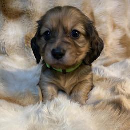 Harmon - Cream male Dachshund puppy in Great Bend, Pennsylvania from Dashing Doxies
