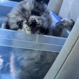 Pomeranian Puppies from Crosby Pom Squad