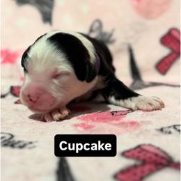 CUPCAKE - Black and white female Sheepadoodle puppy in Riverside, California from Downtown Doodles & Frenchies
