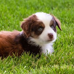 Miniature American Shepherd and Miniature Australian Shepherd Puppies from Bellewynd Acres