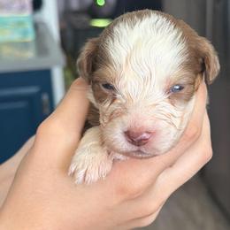 Clove - Red tri-color male Australian Shepherd puppy in Hemet, California from Perfect Companion Aussie's