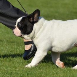 French Bulldogs from Imagine Kennels