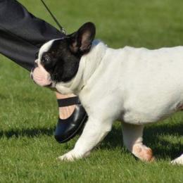 French Bulldogs from Imagine Kennels
