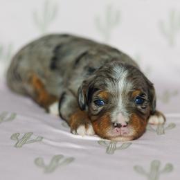 Tiki - Merle female Bernedoodle puppy in Gilbert, Arizona from Safe Havynn Doodles