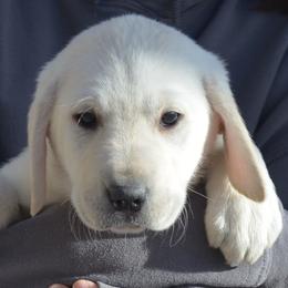 Champion Dad Jenna - Yellow female Labrador Retriever puppy in Spring Creek, Nevada from Badland Kennel