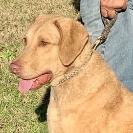 Chance - Chesapeake Bay Retriever