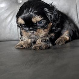 Nicholas - Black and tan male Shih Tzu puppy in Port Huron, Michigan from Shih Tzu Cottage