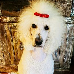 Sophie - Poodle