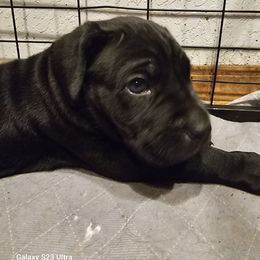 Boy 4 - Black male Cane Corso puppy in Dunnellon, Florida from Touch of Spice Kennels