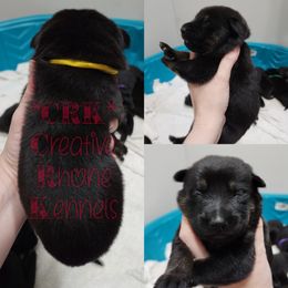 Girl 5 - Black and tan German Shepherd puppy in Georgia from The Creative Rhone Kennel