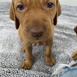Vizsla Puppies from Valor Vizsla's