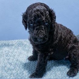 Green Prince - Black male Poodle puppy in Louisville, Kentucky from Borealis Poodles