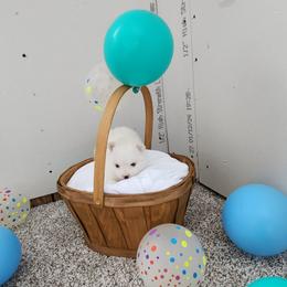 Alabaster - White male Pomeranian puppy in New Salem, North Dakota from Fancy Paws Pomeranians