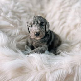 Girl 1 - Bernedoodle puppy in Yatesville, Georgia from High Hopes Doodles
