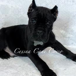 Cane Corso and Yorkshire Terrier Puppies from Exotic Yorkie Imports & Cessna Cane Corso