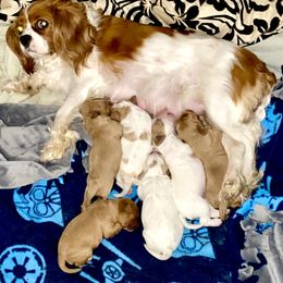 Bernedoodle and Cavapoo Puppies from Sugar Doodles Pups