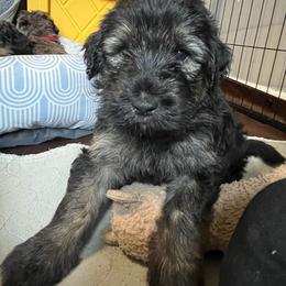 Mahogany - Black and tan male Assorted Doodle Crosses puppy in Kansas City, Missouri from Beary GoldenDoodles