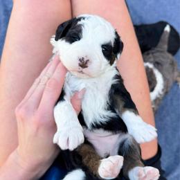 Sandy - Tri-color female Bernedoodle puppy in Wamego, Kansas from Doodles of Oz