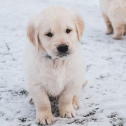 Gumdrop - Light golden male Golden Retriever puppy in Mason, Michigan from Sweet Breeze Acres