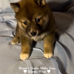 WINNIE WREN - Red female Shiba Inu puppy in Derby, Kansas from Heart’s Desire Shiba Inus