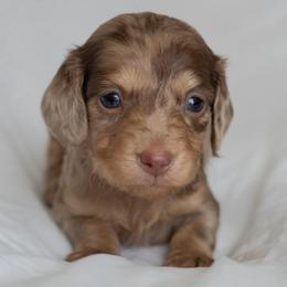 Roo - Dapple female Dachshund puppy in Memphis, Tennessee from Lone River Dachshunds