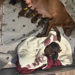 1st Pick Chocolate Male - Chocolate male Labrador Retriever puppy in Berlin, Wisconsin from Gypsy Miracle Kennels
