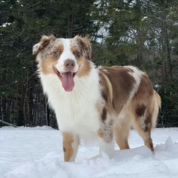 Timber  - Australian Shepherd