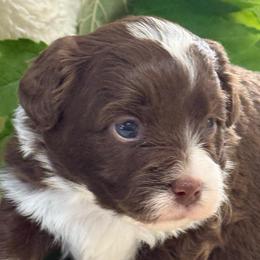 Tibs - Red male Aussiedoodle puppy in Arrington, Tennessee from Tumblin T Aussies and Aussiedoodles