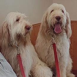 Spinone Italiano puppies from Michigan Spinone