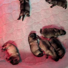 Girl 5 - Black and silver female Keeshond puppy in Fayetteville, Tennessee from Erbekees-Keeshonden