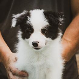 Dice - Black male Border Collie puppy in Dallas, Texas from Effervescent Border Collies