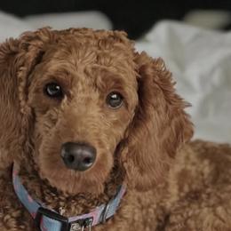 Bernedoodles from Loves legacy Doodles